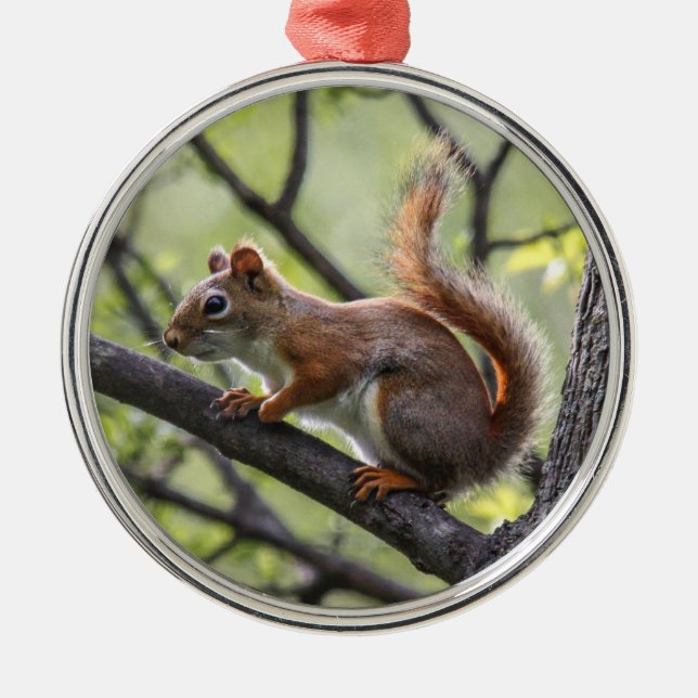 Red Squirrel Metal Ornament (Front)