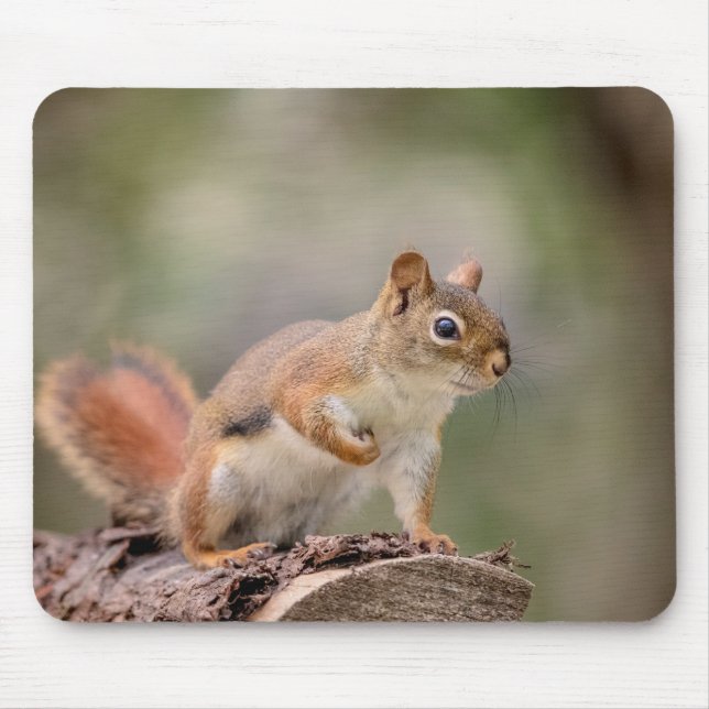 Red Squirrel Mouse Pad (Front)
