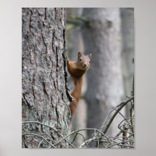 Red Squirrel Nature Poster