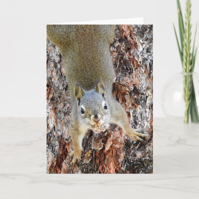 Red Squirrel Notecard (Front)