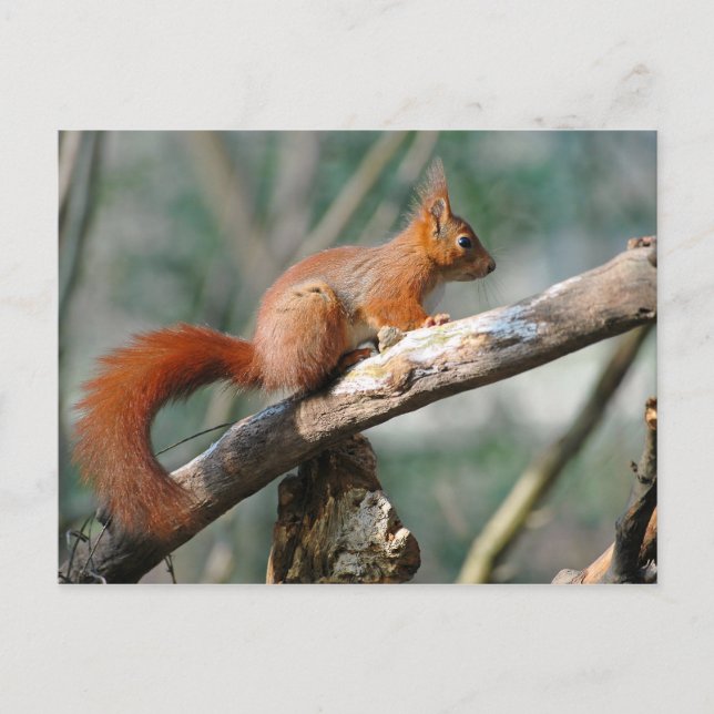 Red squirrel on branch tree postcard (Front)