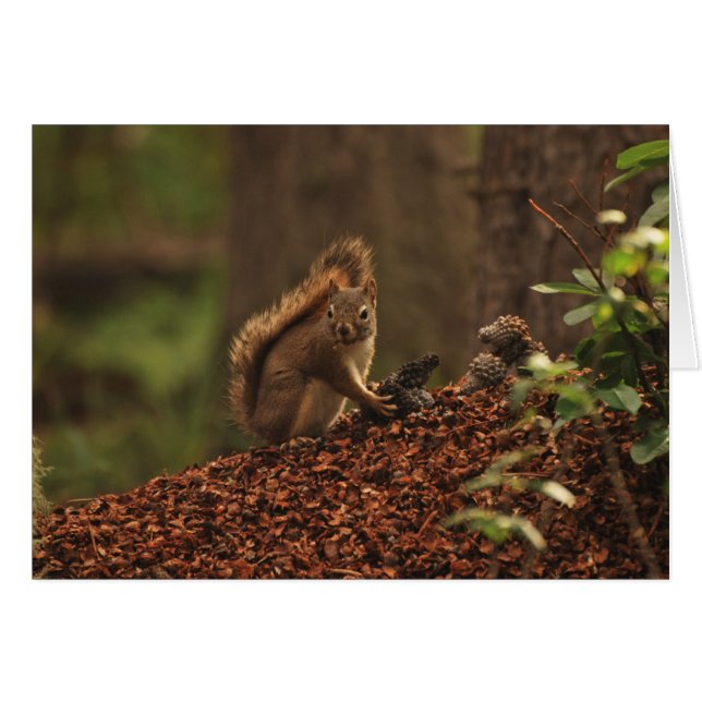 Red Squirrel on Debris Pile (Front Horizontal)