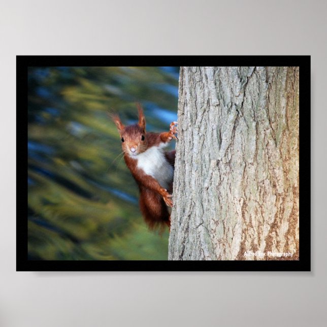 Red Squirrel on Tree Poster (Front)