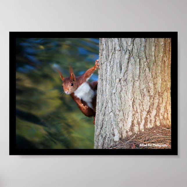 Red Squirrel Portrait Poster (Front)