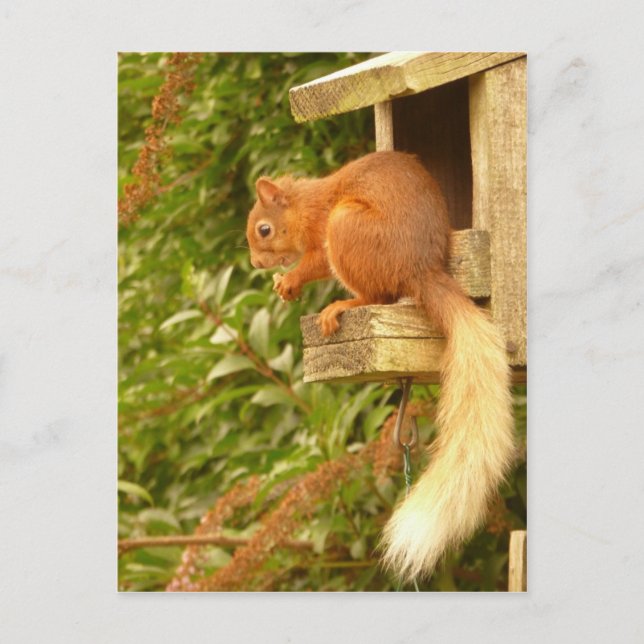 Red Squirrel Postcard (Front)