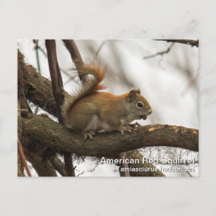 Red Squirrel Postcard