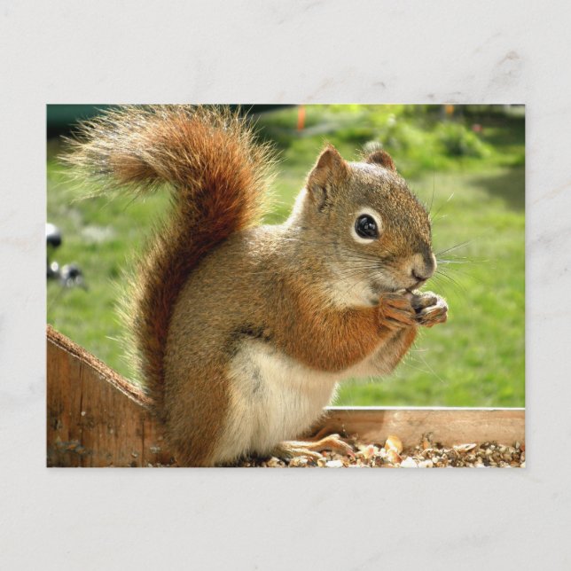 Red Squirrel Postcard (Front)