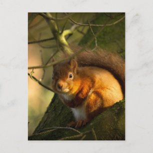 Red Squirrel Postcard
