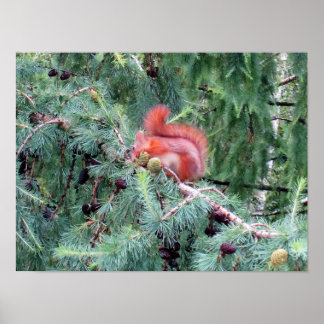 Red Squirrel Poster