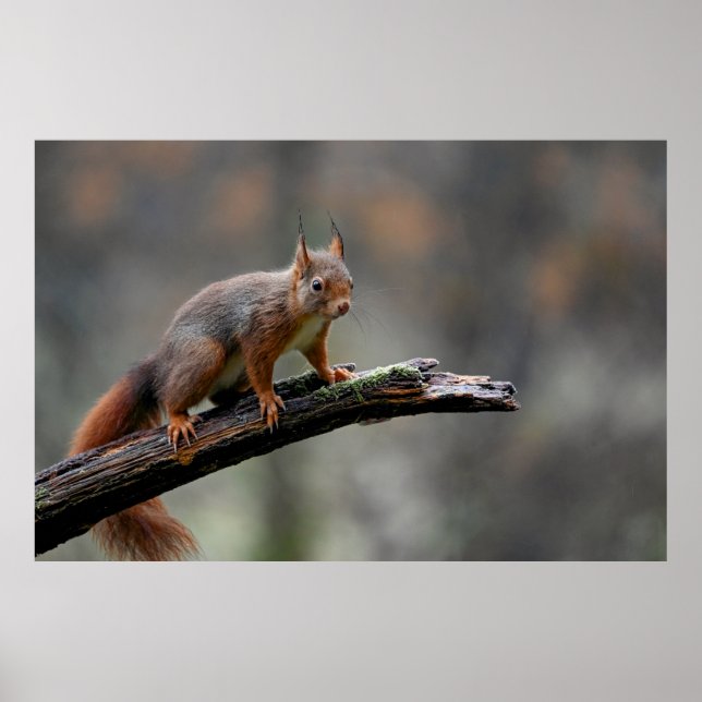 Red Squirrel  Poster (Front)