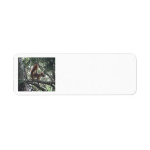 Red Squirrel Return Address Labels
