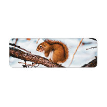 Red Squirrel Return Label