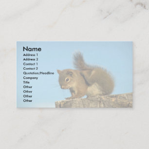 Red Squirrel scratching Business Card