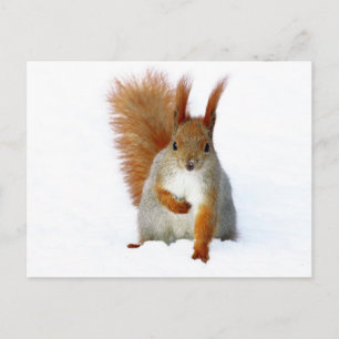 Red Squirrel sitting on snow Postcard