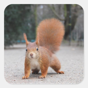 Red Squirrel Square Sticker