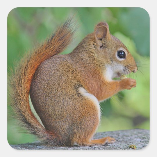 Red squirrel square sticker
