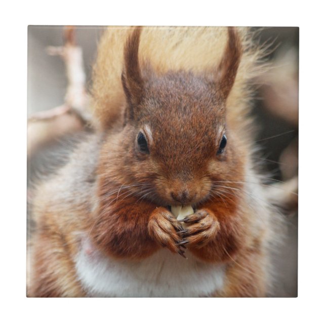 Red Squirrel Tile (Front)