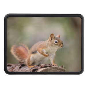 Red Squirrel Trailer Hitch Cover