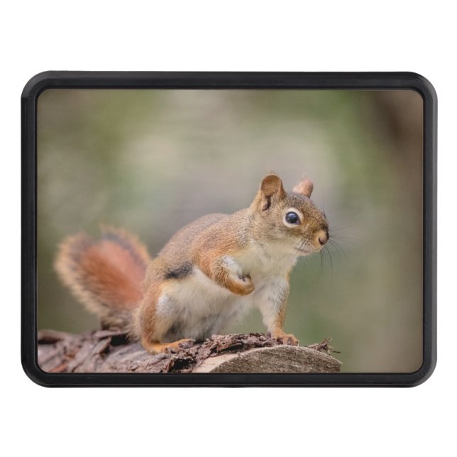 Red Squirrel Trailer Hitch Cover (Front)