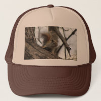 Red Squirrel