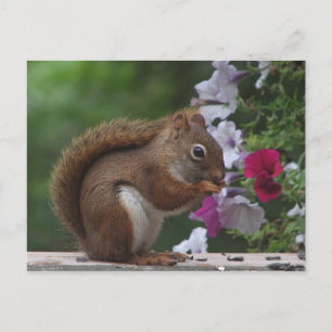 Red Squirrel with Petunias Postcard