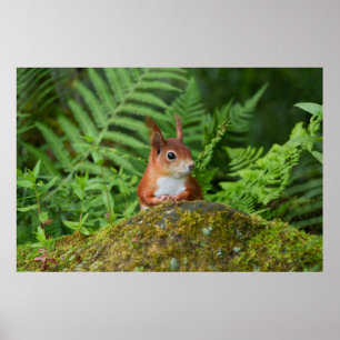 Red Squirrel's Secret Haven Poster