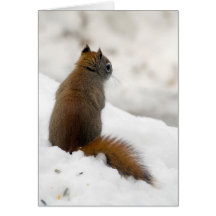 Red Squirrel's Soliloquy