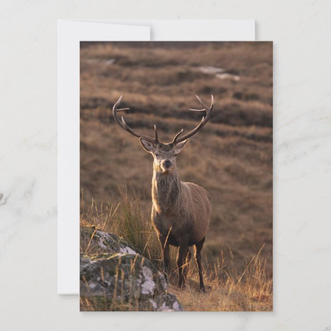 Red Stag Invitation (Front)