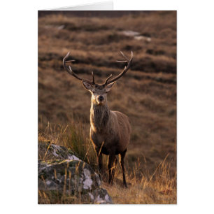 Red Stags Card