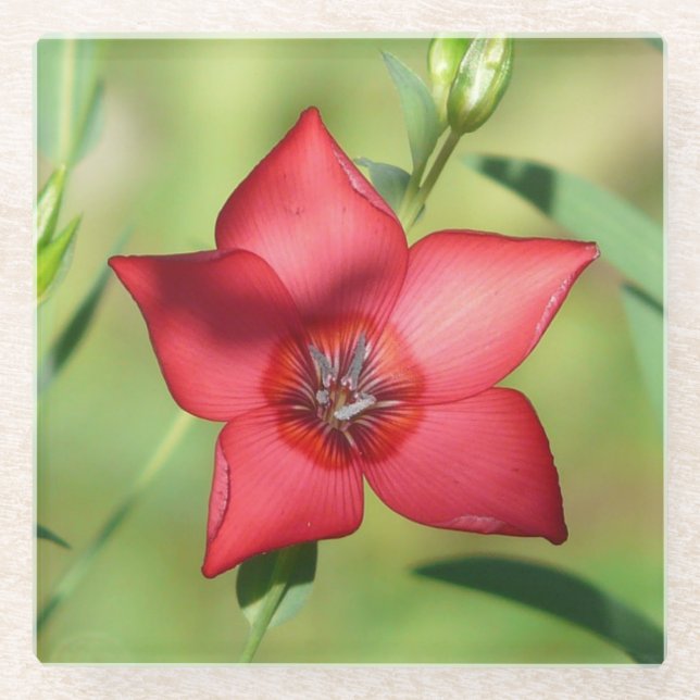 Red Star Flower Green Foliage Glass Coaster (Front)
