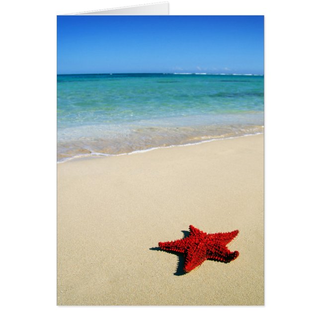 Red Starfish On White Sand Beach (Front)