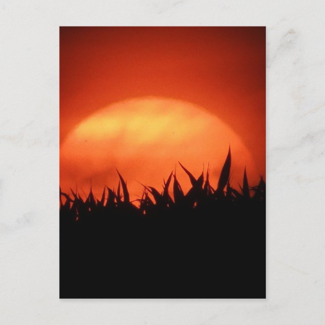Red sundown behind black grass postcard (Front)
