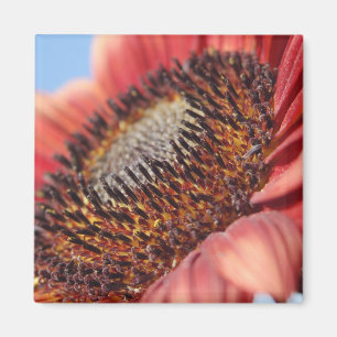 Red Sunflower Magnet