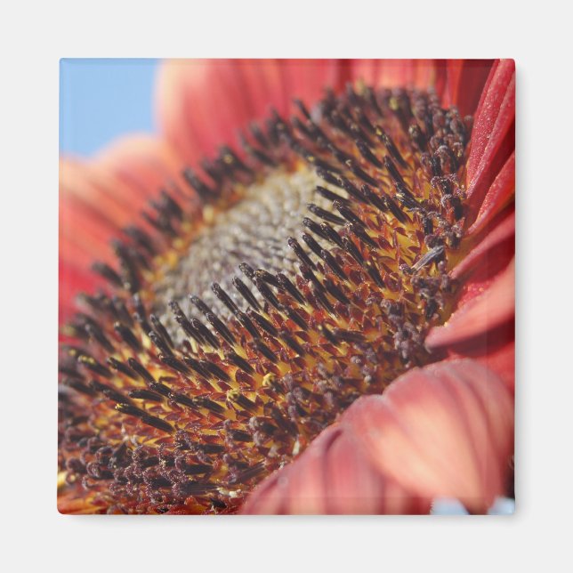 Red Sunflower Magnet (Front)
