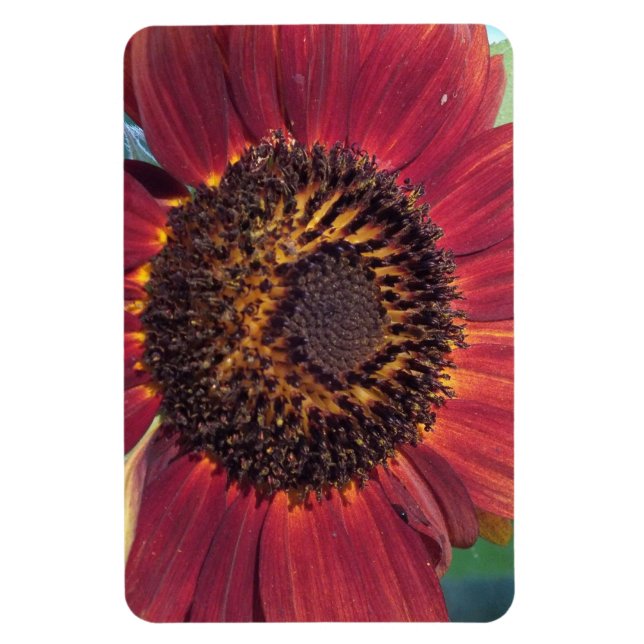 Red Sunflower Magnet (Vertical)