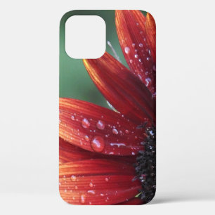 Red Sunflower Petals And Rain Drops iPhone 12 Case