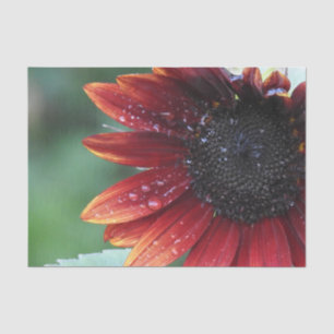 Red Sunflower Petals And Rain Drops Tissue Paper
