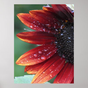Red Sunflower Poster