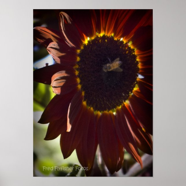 Red Sunflower Poster (Front)