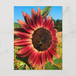 Red Sunflower with Bee Postcard