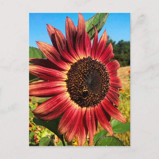 Red Sunflower with Bee Postcard (Front)