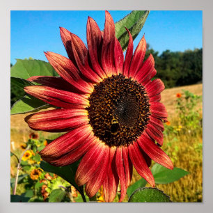 Red Sunflower with Bee Poster