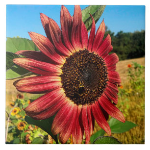 Red Sunflower with Bee Tile