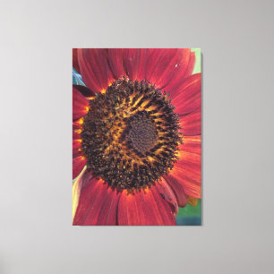 Red Sunflower Wrapped Canvas print