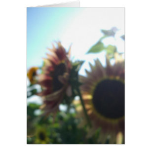 Red sunflowers on a sunny day