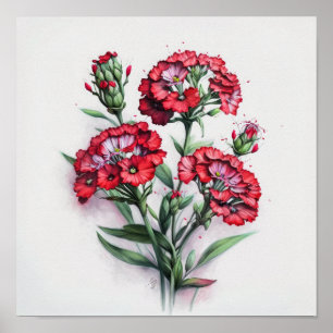 Red Sweet William Flower Art Print Poster