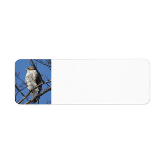 Red Tail Hawk