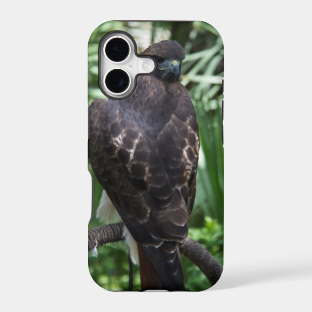 Red Tail Hawk Bird (Back)