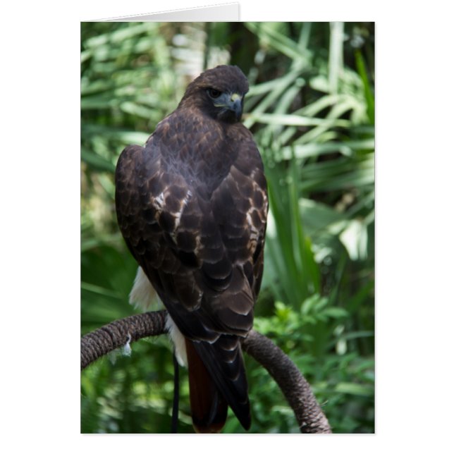 Red Tail Hawk Bird Card (Front)