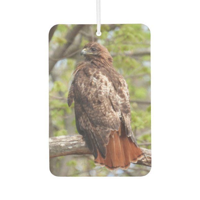 Red Tail Hawk -Bird of Prey Air Freshener (Front)